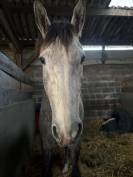 Caballo castrado Origine Constat&eacute;e En venta 2022 Tordo