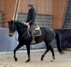 Jolie jument kwpn 11 ans +- 1m68