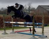 Jolie jument kwpn 11 ans +- 1m68