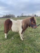 Shetland 2 ans 