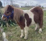 Shetland 2 ans 
