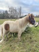 Shetland 2 ans 