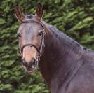 A Vendre Hongre de 7 ans par Kannan x Papillon Rouge