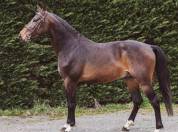 A Vendre Hongre de 7 ans par Kannan x Papillon Rouge