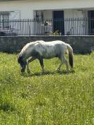 Nutella poney &eacute;talon 