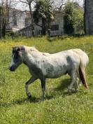 Nutella poney &eacute;talon 