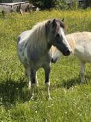 Nutella poney &eacute;talon 