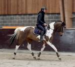 Magnifique hongre, 4 ans, +-1m68, bwp