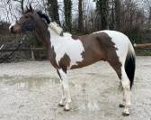 Magnifique hongre, 4 ans, +-1m68, bwp