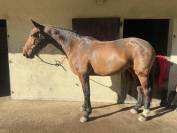 Jument amateur 1 CSO 