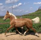 Splendide lusitano palomino dore