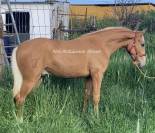 Splendide lusitano palomino dore