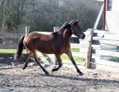 Jument, taille D, PP DRP