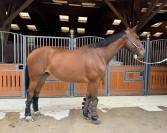 Cheval ma&icirc;tre d'&eacute;cole &agrave; vendre