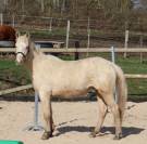 Joli hongre palomino