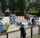 Hongre selle fran&ccedil;ais 6 ans