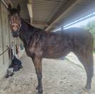 Cheval pur sang am&eacute;ricain 