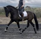 Superbe jument espagnole noire 