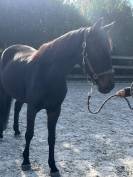 Jument de 6ans, OC