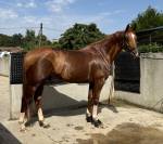 Cheval d&rsquo;obstacle/complet &agrave; vendre 