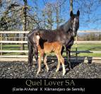 Magnifique poulain pour CSO / CCE