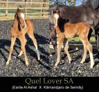 Magnifique poulain pour CSO / CCE