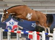 Magnifique poulain pour CSO / CCE