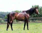 Magnifique poulain pour CSO / CCE