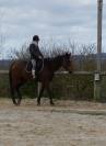 Jument pur sang, 4 ans. Tr&egrave;s gentille, pour petits nive