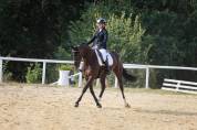 Superbe jument noire pour dressage et cso