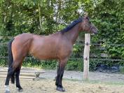 Jument 10 ans top origines 