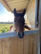 Pouliche pie tobiano 