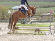 Cheval &agrave; vendre