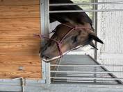 Cheval &agrave; vendre 