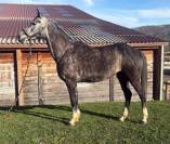 Jument Belge 6 ans CSO 