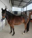 Poney D 4 ans