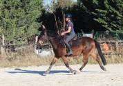Poney D 4 ans