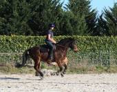 Poney D 4 ans