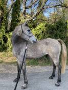 Hongre Pur sang arabe de 7 ans