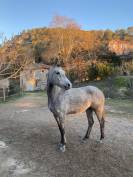 Hongre Pur sang arabe de 7 ans