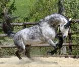 &Eacute;talon PRE - Lozano RAM