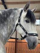 &Eacute;talon PRE - Lozano RAM