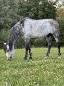 &Eacute;talon PRE - Lozano RAM