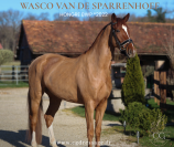 Magnifique jeune cheval BWP