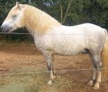 Camargue ONC du 21/04/2020