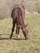 Poulain Kentucky Mountain Saddle Horse &agrave; vendre