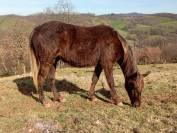 Poulain Kentucky Mountain Saddle Horse &agrave; vendre