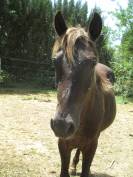 Poulain Kentucky Mountain Saddle Horse &agrave; vendre