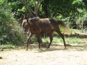 Poulain Kentucky Mountain Saddle Horse &agrave; vendre