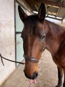 Jeune cheval m&eacute;diation/TAP/compagnie 